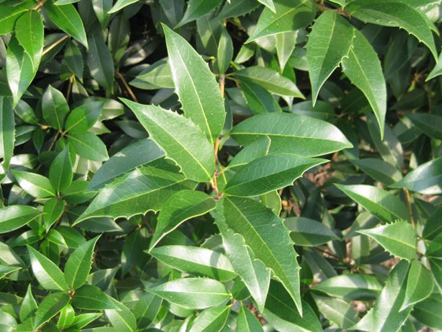 Fruitland Fortune's Osmanthus | Bold Spring